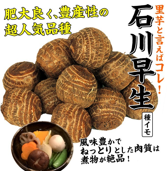  вид .. таро Ishikawa . сырой 1kg / таро таро .imo.... семенной клубень taneimo огород собственный .. рекомендация .... супер популярный знаменитый дешевый уникальная вещь . только ...