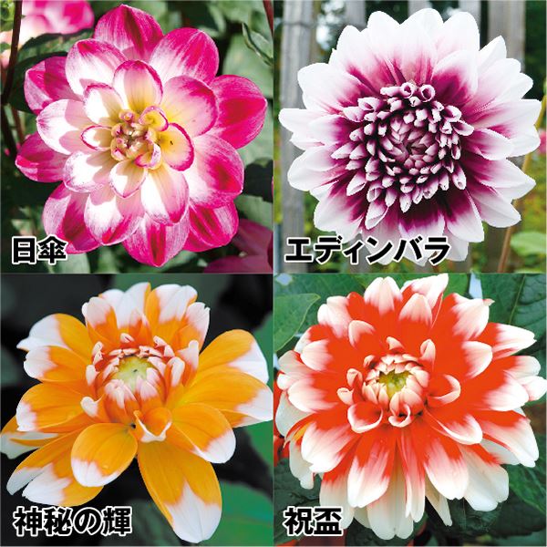  dahlia bulb 2 color .da rear set 4 kind 4 lamp ( each 1 lamp ) dahlia. bulb spring .. bulb 