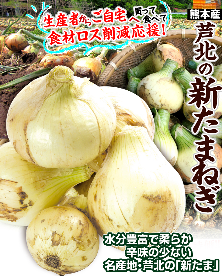  sphere leek 10kg. north. new onion Kumamoto production . home use .... round tip free shipping food 