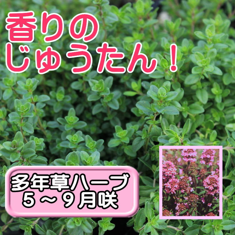 k Lee pin g time seedling herb 9 centimeter pot 3 number 