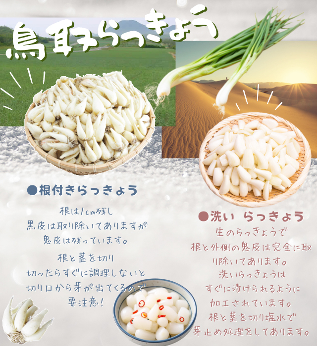  rakkyou [ wash raw rakkyou S-L size mixing 5kg]JA...JA... Tottori large sand . luck part block production la both rakkyou vinegar 4 liter attaching immediately .... recipe attaching 