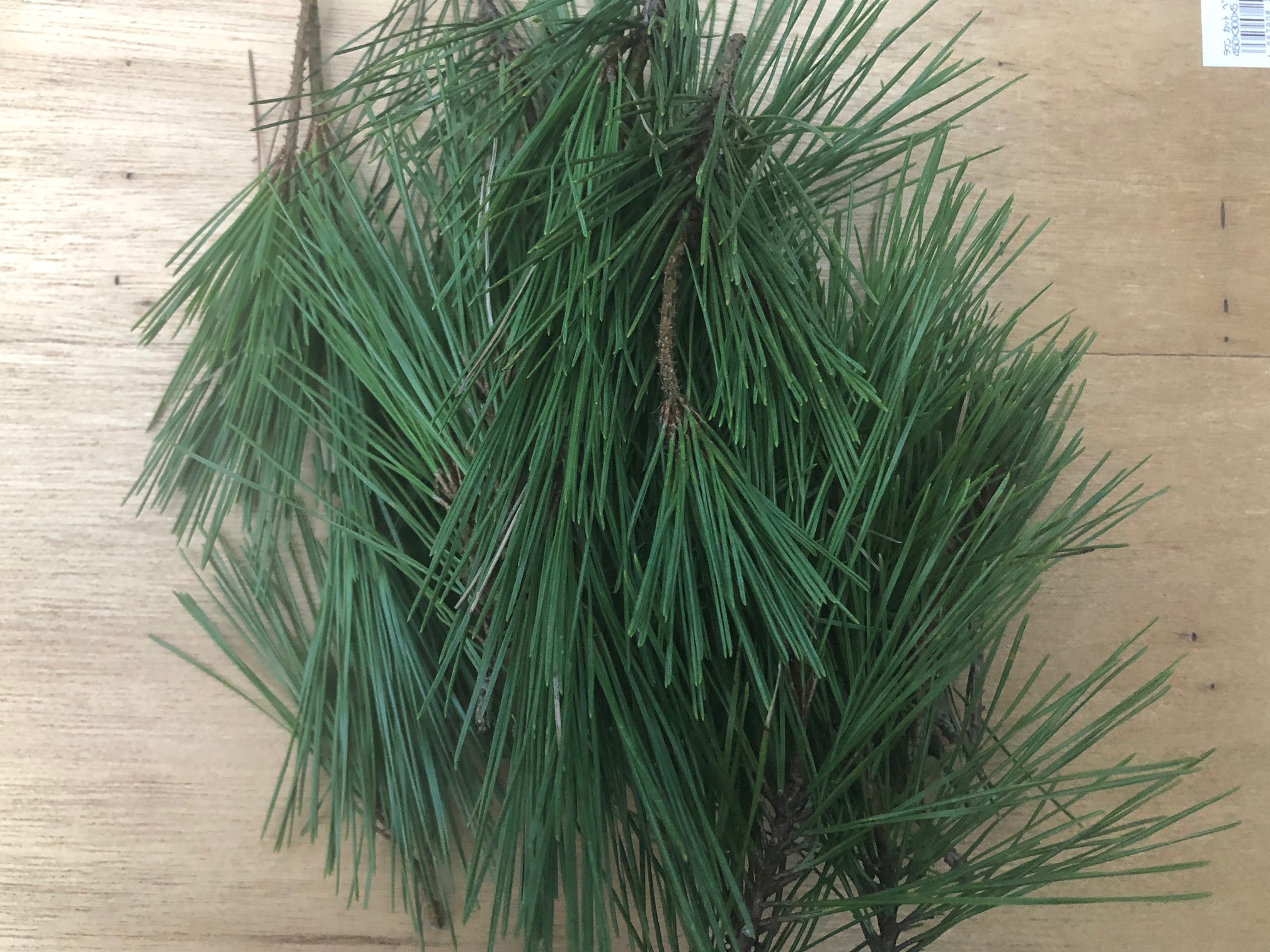  red pine. leaf branch attaching 100g[ ownership mountain .. taking, natural, pesticide un- use ]