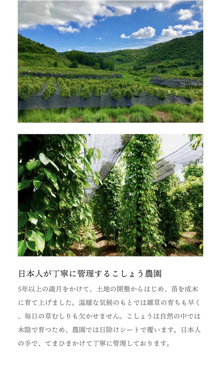  can pot black pepper hole 25g high class black ..matsuko. .. not world shoe ichila vi to. introduction have machine cultivation day person himself management prejudice cultivation. .. agriculture . from direct delivery 