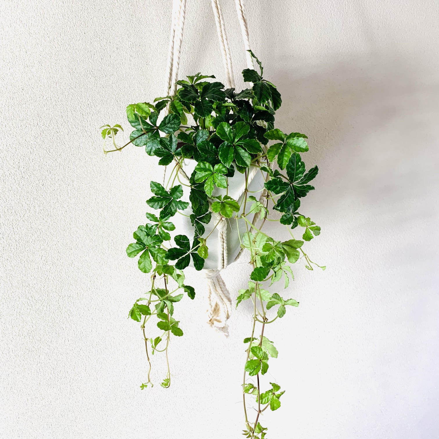  decorative plant hanging lowering stylish ornament interior shuga- Vine flight hanger 4 number 