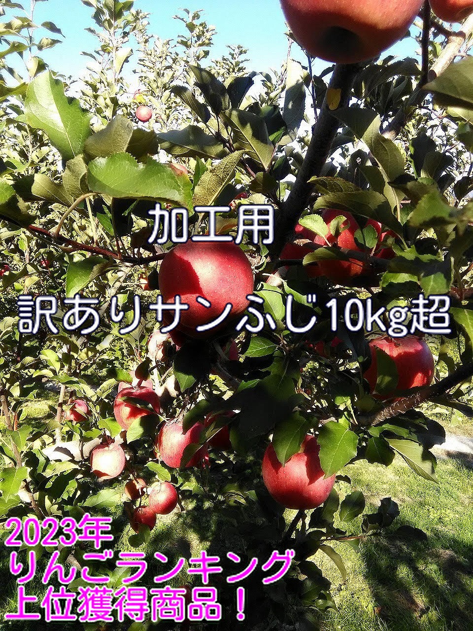  reservation goods sun .. processing for rose ..10kg juice jam confection making optimum Okinawa prefecture shipping is not possible 