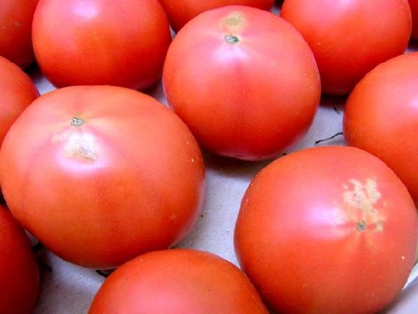  Kochi prefecture night . production height sugar times night .. fruit tomato ~.... tomato ~ approximately 3kg with translation *. home use [ reservation arrival sequence shipping ] free shipping 