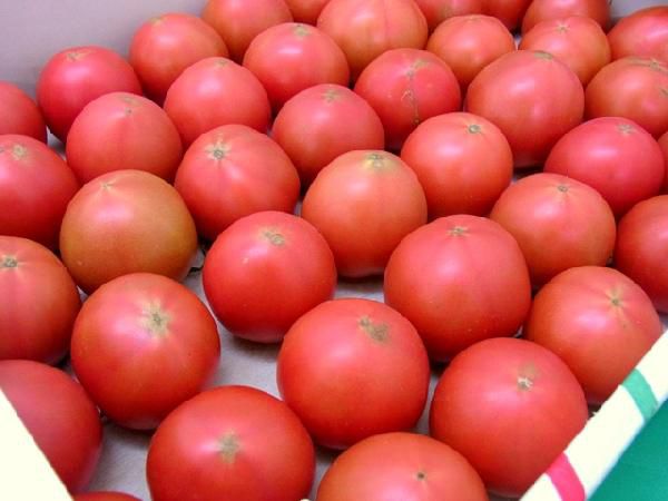  Kochi prefecture night . production height sugar times night .. fruit tomato ~.... tomato ~ approximately 3kg with translation *. home use [ reservation arrival sequence shipping ] free shipping 