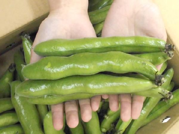  Kyushu * Wakayama production other ~ one size legume ( broad bean )~ large grain L size approximately 4kg[ reservation 4 month on and after ] free shipping 