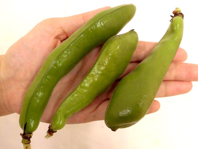 Kyushu * Wakayama production other ~ one size legume ( broad bean )~ approximately 2kg size incidental [ reservation 12 month on and after ] free shipping 