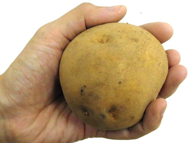 ~ potato ~ with translation approximately 10kg size incidental production ground carefuly selected free shipping 