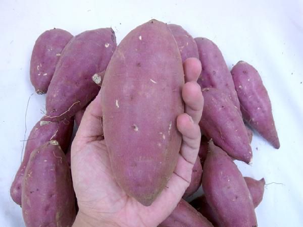  Chiba * Ibaraki production ~ sweet potato ~ with translation approximately 5kg....*....*....*. is .. goods kind incidental free shipping 