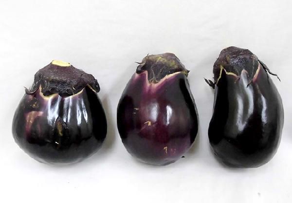  Osaka Izumi .~ water eggplant ~ manner sack included approximately 2kg with translation . home use [ reservation 3 month on and after ]