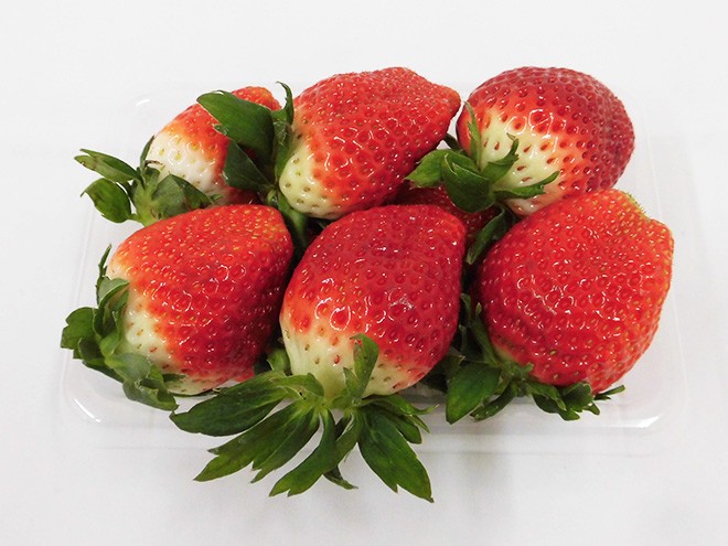  Saga ~ strawberry san ~ a bit with translation approximately 250g×4 pack size incidental [ reservation 12 month on and after ] free shipping 