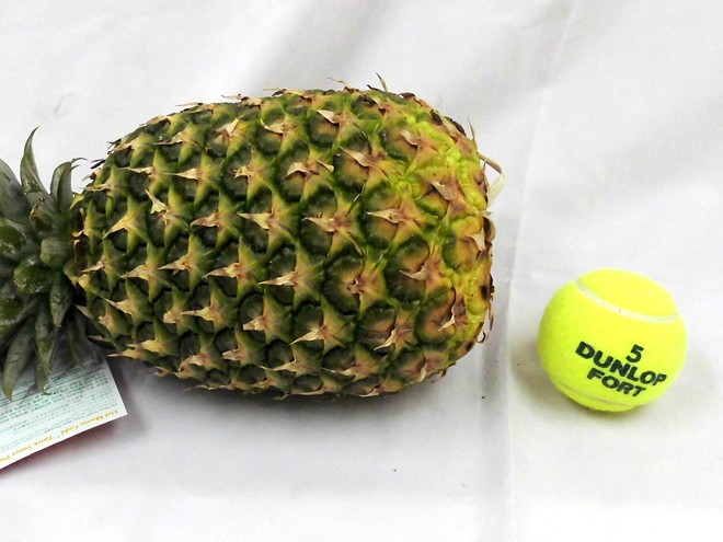  Dell monte Philippines production ~ Golden pine ~ double extra-large 4~5 sphere approximately 12kg[ reservation 10 month on and after ] free shipping 