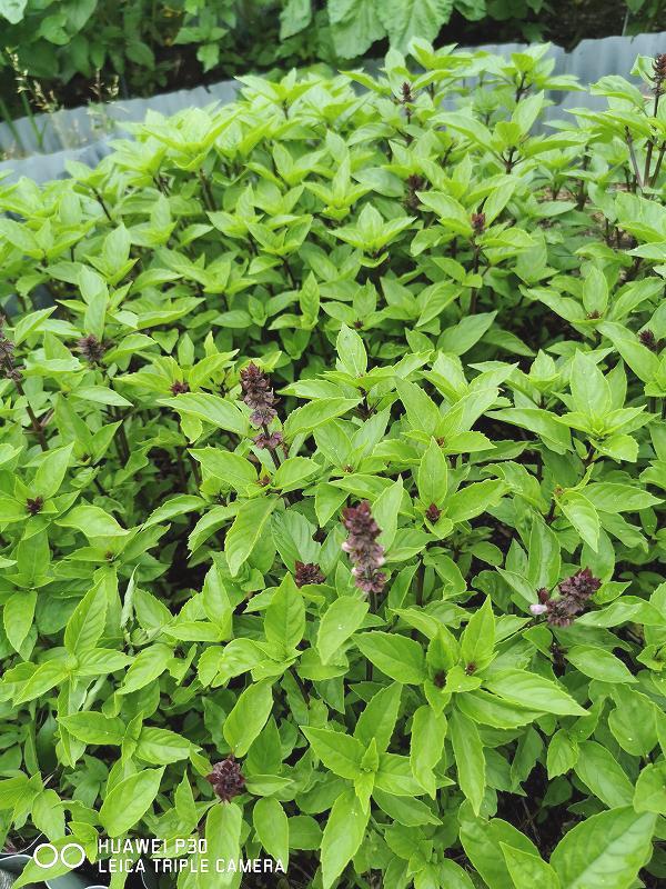 sinamon basil. seedling 10 stock / domestic production / less pesticide cultivation ( unused )