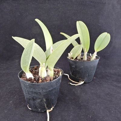 . Ran [ цветение видеть включено АО ] Mini Cattleya Dorothy oka~yumi~ 10.5cm pot . орхидея интерьер efm