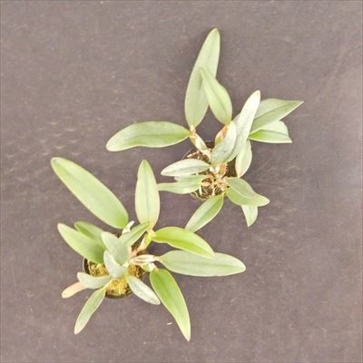 . Ran [ цветение видеть включено АО ] Mini Cattleya fea Lee Land * манго * Fairy Land *Mango* 9cm pot . Ran . орхидея интерьер tak