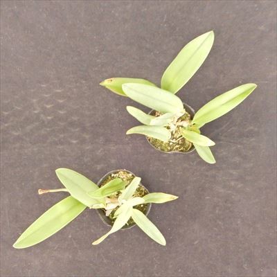. Ran [ цветение видеть включено АО ] Mini Cattleya Princess takamadoPrincess Takamado 9cm pot . Ran . орхидея интерьер tak
