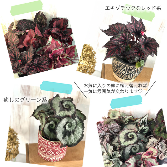 [ предварительный заказ распродажа ] Rex бегония uzmomiji10.5cm pot бегония цветочный горшок интерьер зеленый Индия a зеленый kmr 6 месяц последняя декада после отправка 