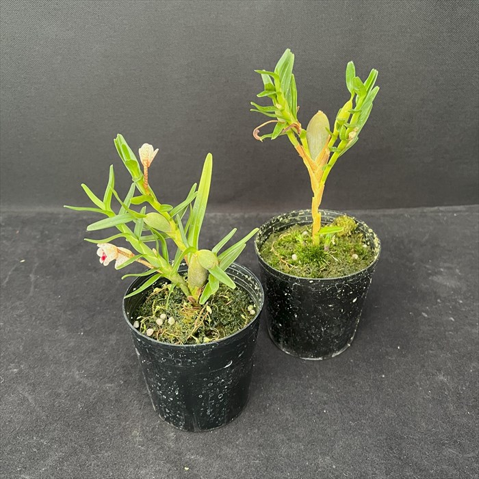 . Ran maxi la задний s pillow язык sa7.5cm pot . вид редкий редкий товар вид . орхидея интерьер hrd
