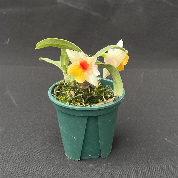 . Ran [ цветение видеть включено АО ]tendorobiumbelachu Ram 6cm pot . Ran tendoro вид m. орхидея интерьер asa