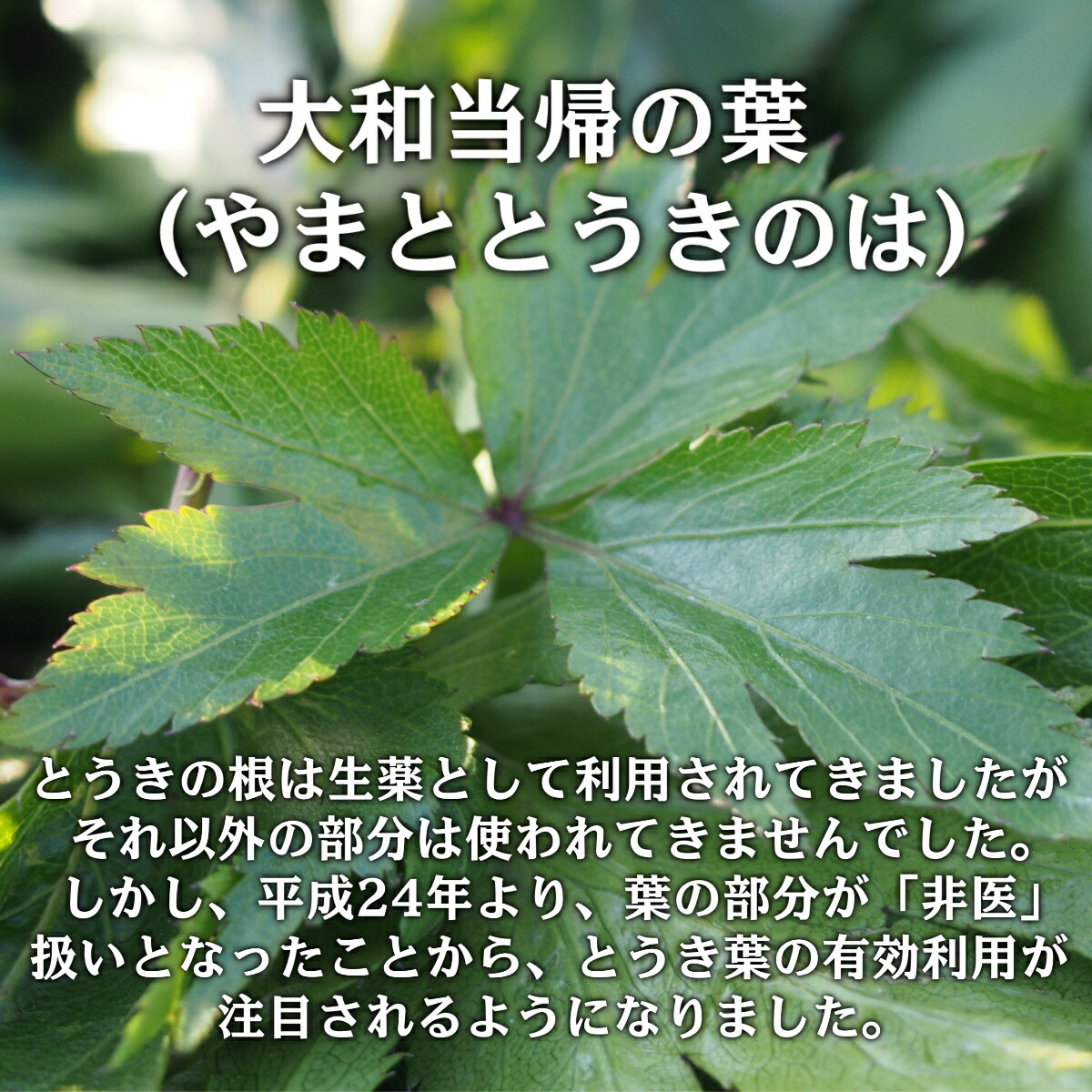  Yamato данный . лист без добавок пудра 100g ×3 пакет комплект Nara префектура производство местного производства Yamato данный . витамин дополнение питание пассажирский еда 