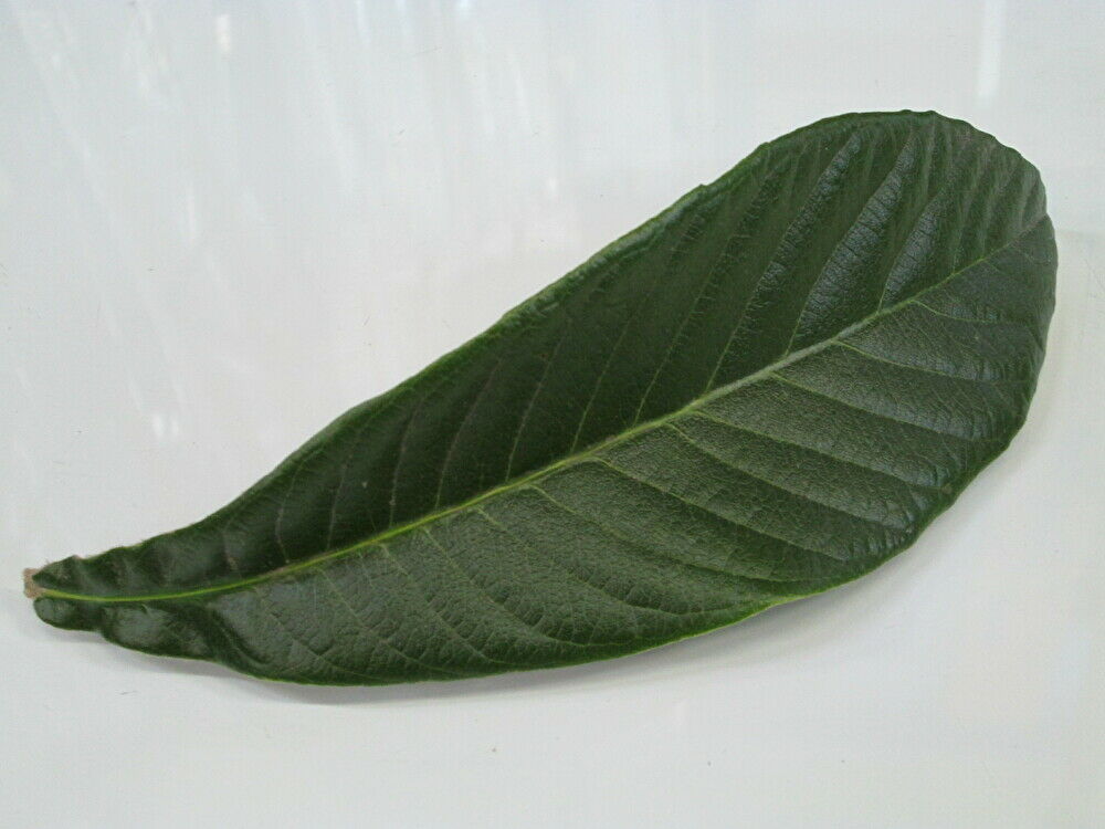  loquat. leaf 30 sheets entering raw leaf less pesticide Aichi prefecture production .. do same day shipping ... leaf biwa. leaf temperature moxibustion biwa. leaf tea pain pill biwa. leaf bath extract face lotion sake bait raw 