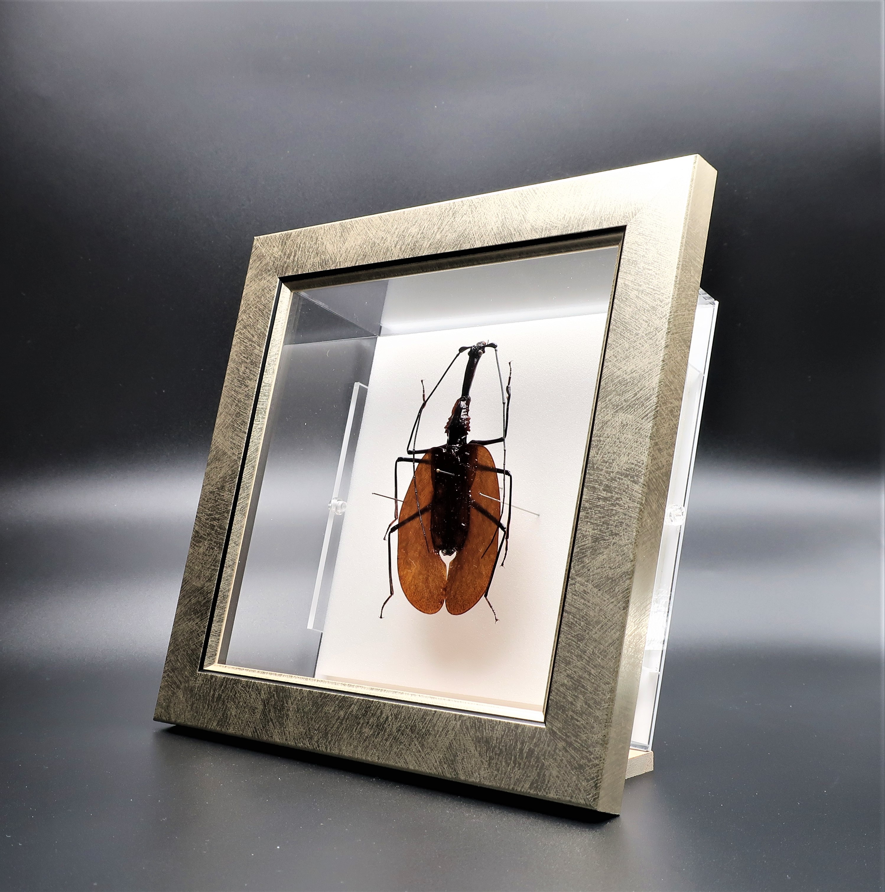  insect. specimen violin msiM.phyllodes light frame 