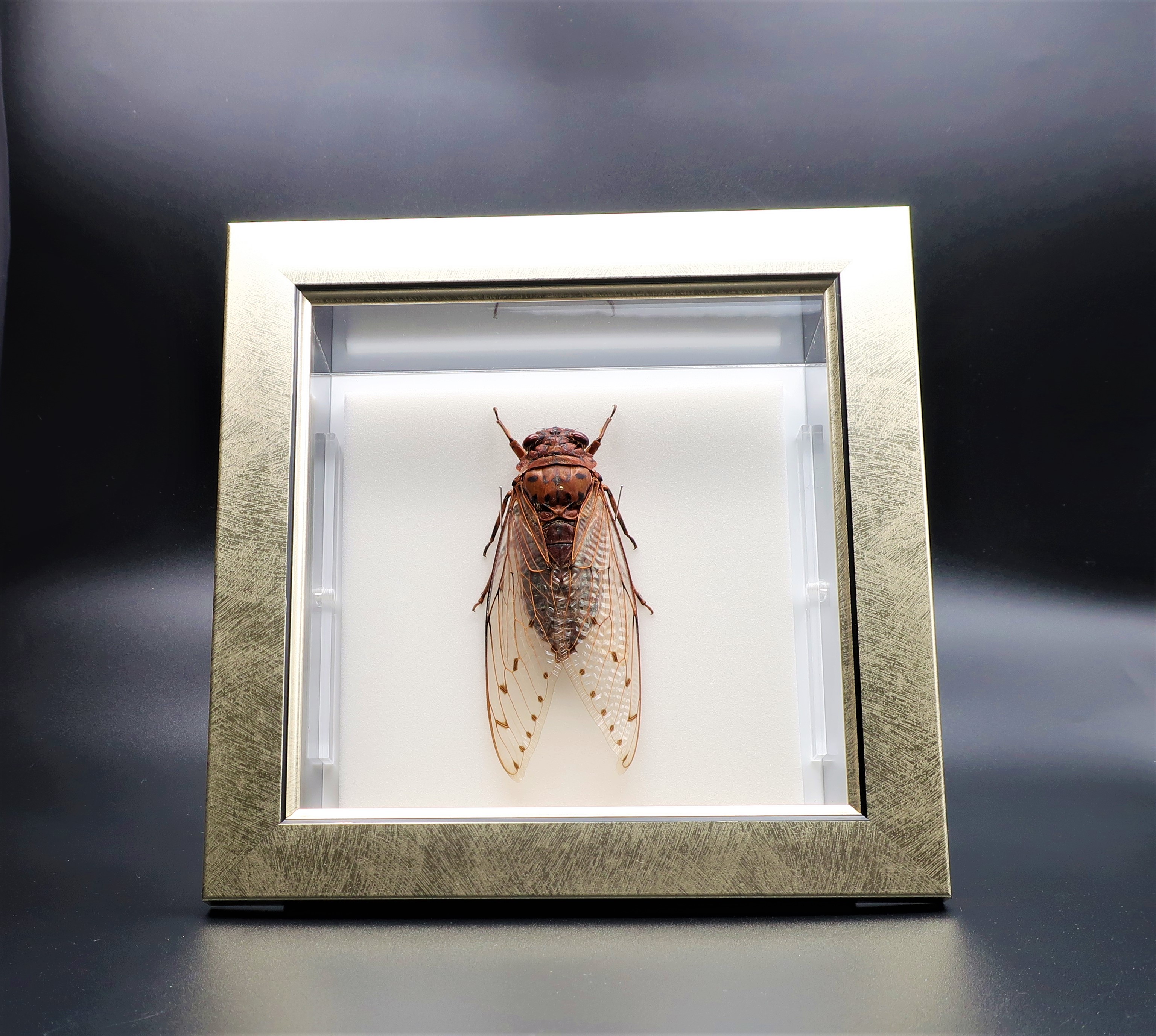  insect. specimen Tey ouzemi light frame 