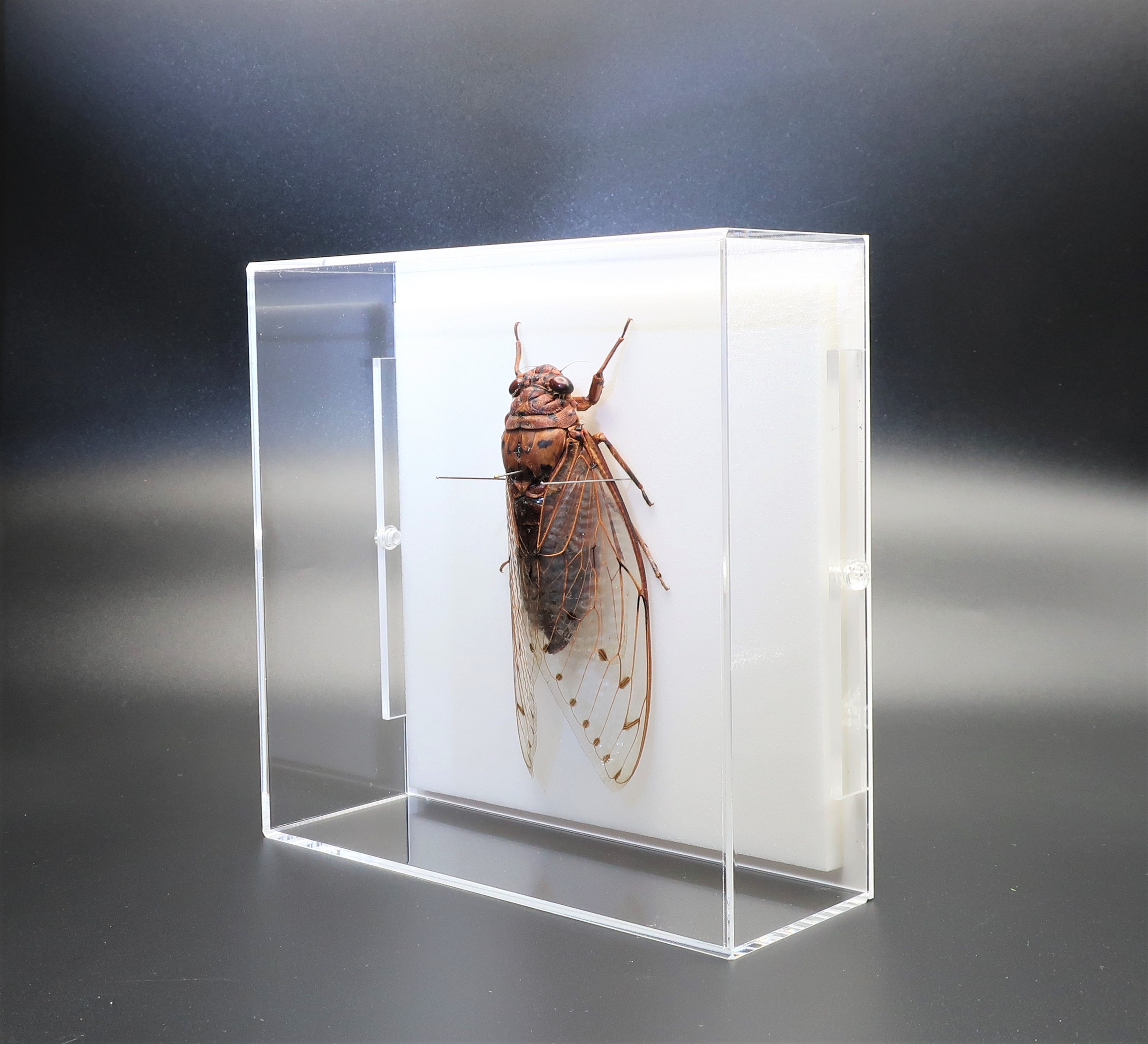  insect. specimen Tey ouzemi acrylic fiber frame skeleton 