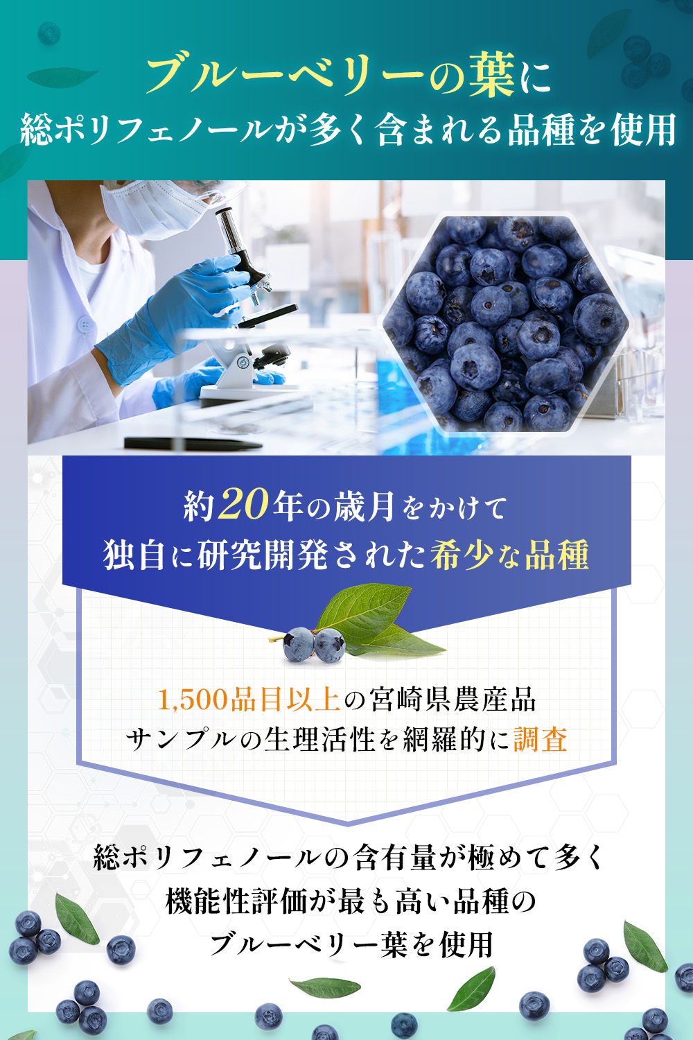 brube leaf голубика лист ru Tein полифенол supplement ( университет / префектура .. сотрудничество изучение ) Kyushu производство Pro Anne tosiani Gin 40 год пестициды не использование 