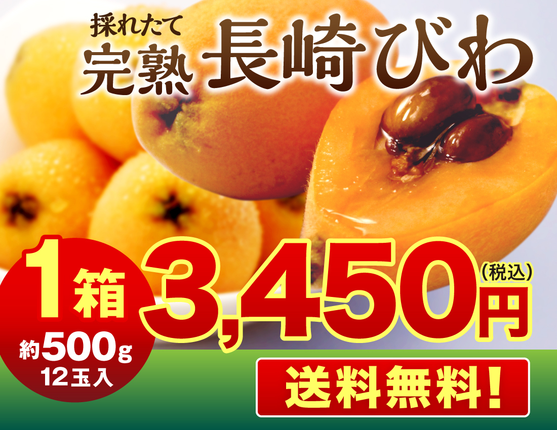 [ free shipping ] Nagasaki loquat 1 box 500g 12 sphere Nagasaki Special production preeminence goods .. Nagasaki Kyushu loquat . tree loquat ..biwa.. length fruit direct delivery from producing area . present ground 