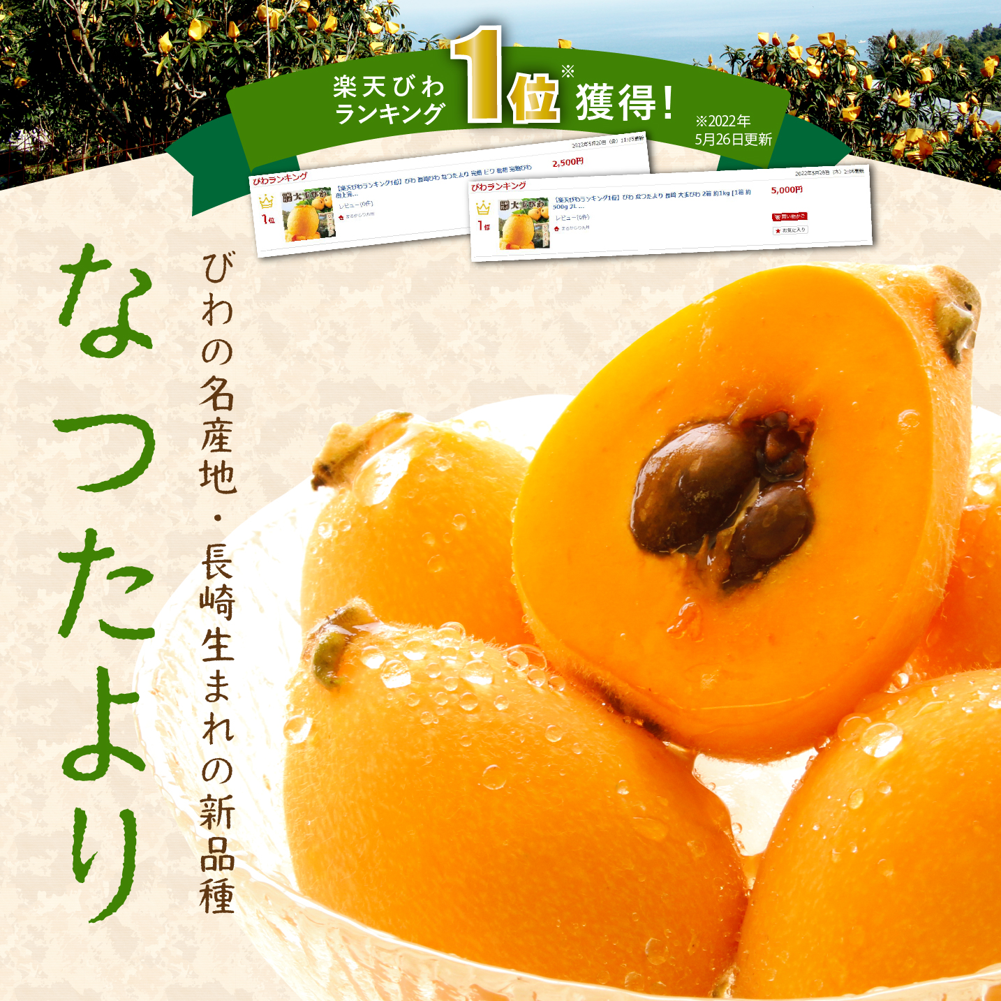 | reservation currently accepting | large sphere loquat 1 box (2L size 9 sphere )..... loquat Nagasaki loquat ..biwa.. Nagasaki prefecture production [3 box and more free shipping ]