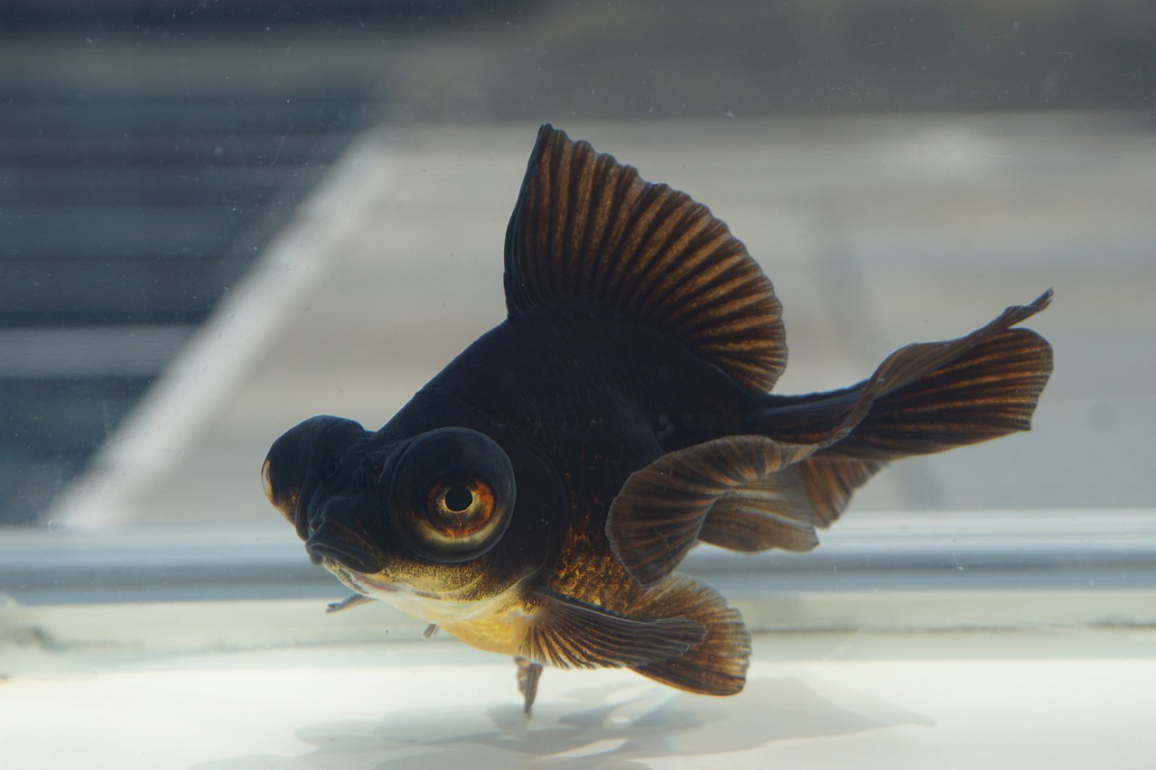  goldfish butterfly tail cho-bi one point thing ( total length approximately 11cm) China production male 