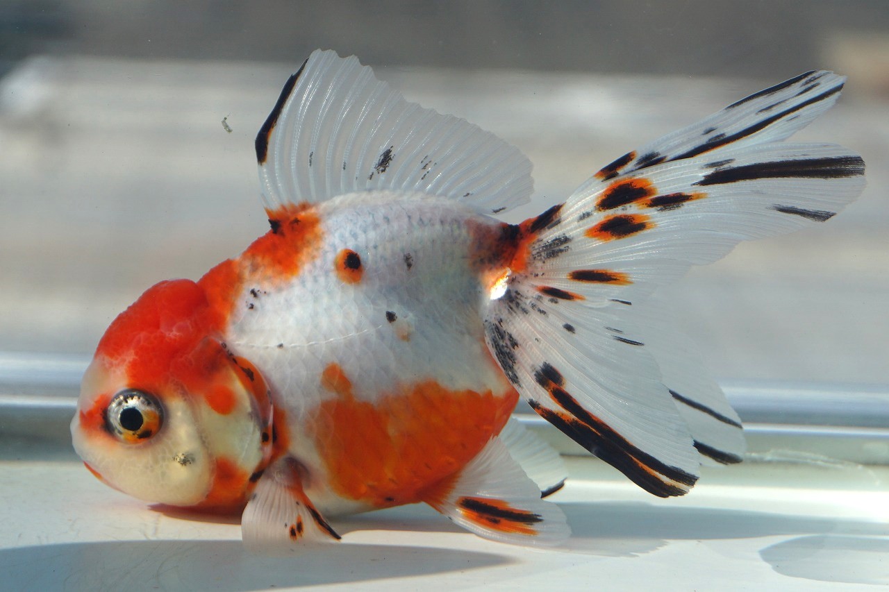  domestic production goldfish three -years old higashi . one point thing ( total length approximately 12cm. rice field production * shelves rice field .) male 
