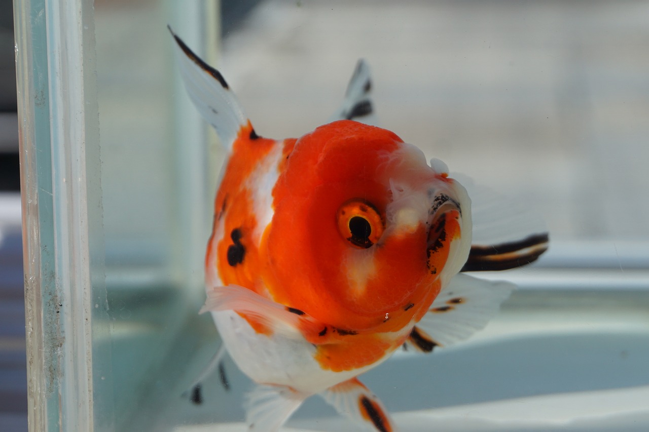  domestic production goldfish three -years old higashi . one point thing ( total length approximately 12cm. rice field production * shelves rice field .) male 