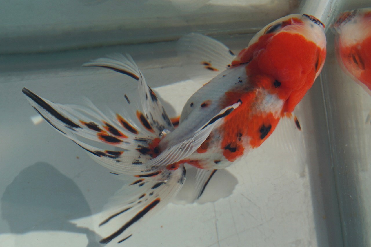  domestic production goldfish three -years old higashi . one point thing ( total length approximately 12cm. rice field production * shelves rice field .) male 