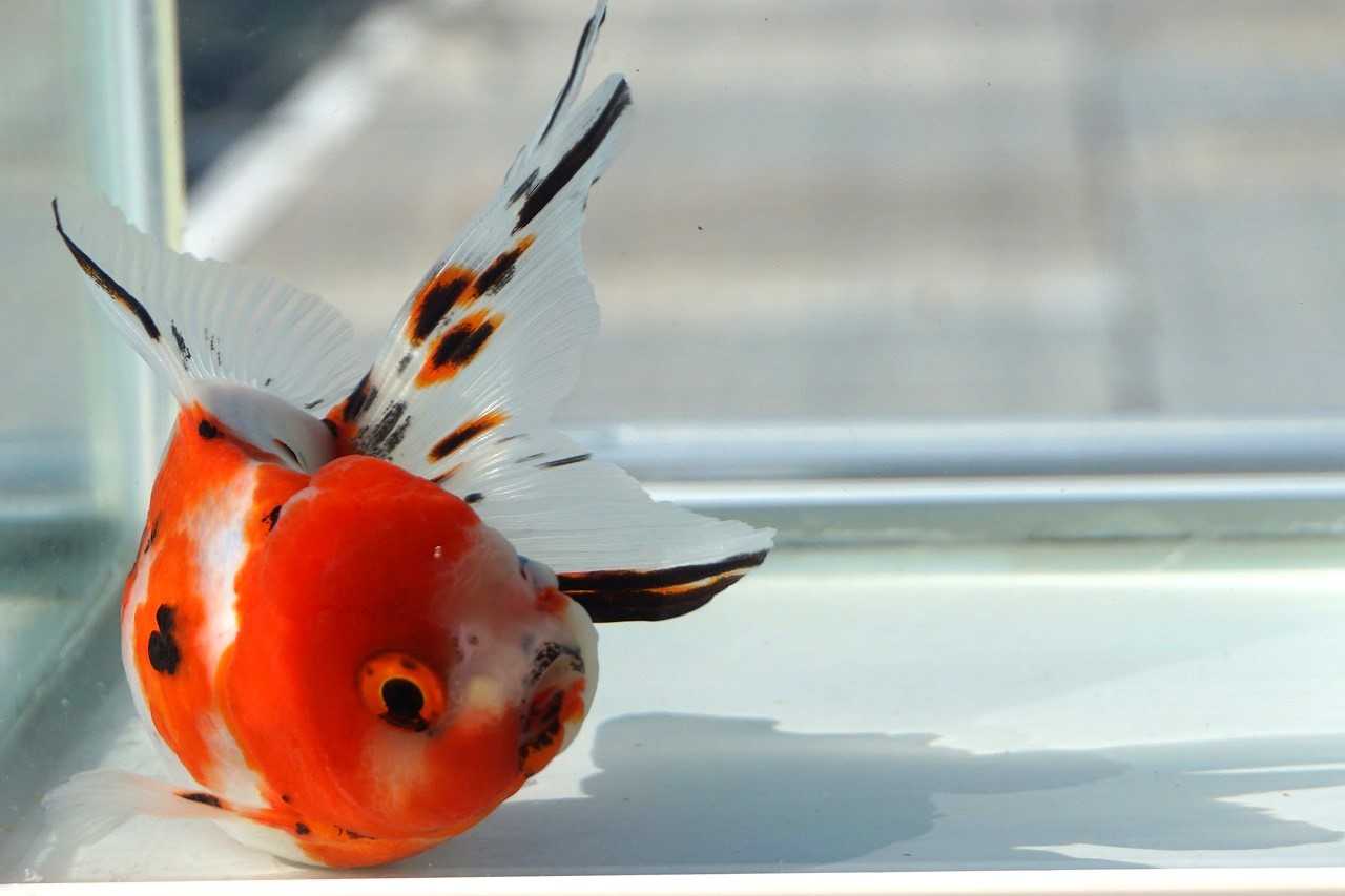  domestic production goldfish three -years old higashi . one point thing ( total length approximately 12cm. rice field production * shelves rice field .) male 