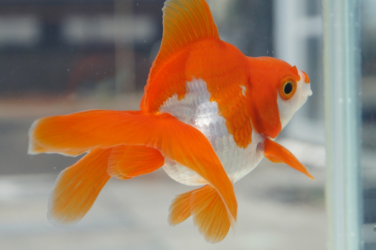  domestic production goldfish Ryuukin three -years old one point thing ( total length approximately 11cm) production ground :. rice field city shelves rice field . male 