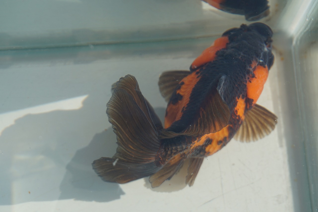  goldfish red black Holland Broad tail one point thing ( total length approximately 12cm) China production female 