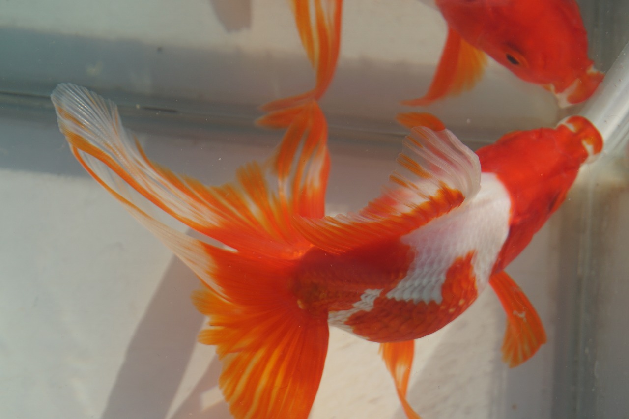  domestic production goldfish Ryuukin three -years old one point thing ( total length approximately 13cm) production ground :. rice field city shelves rice field . female 