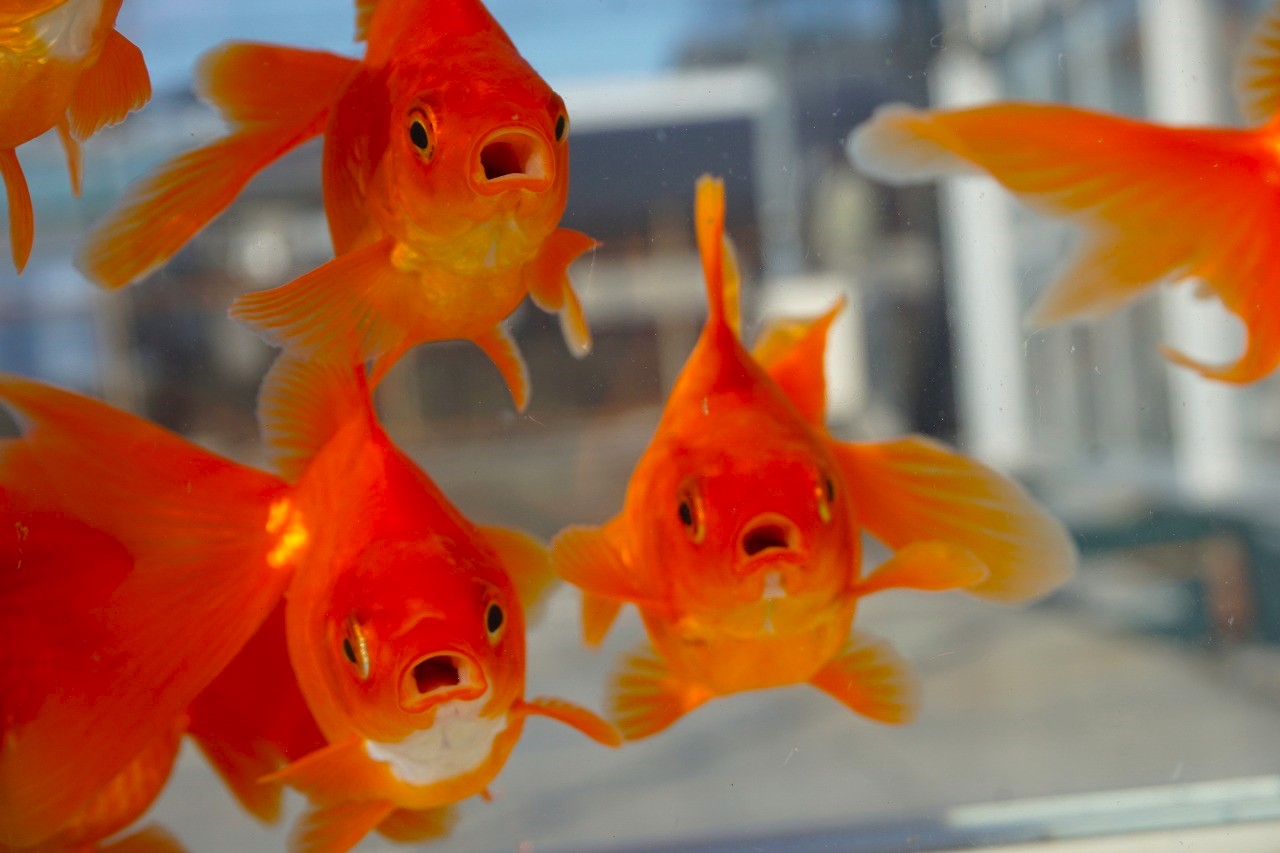  domestic production goldfish three -years old Ryuukin element red ( total length approximately 10cm). rice field * shelves rice field . selection . none 