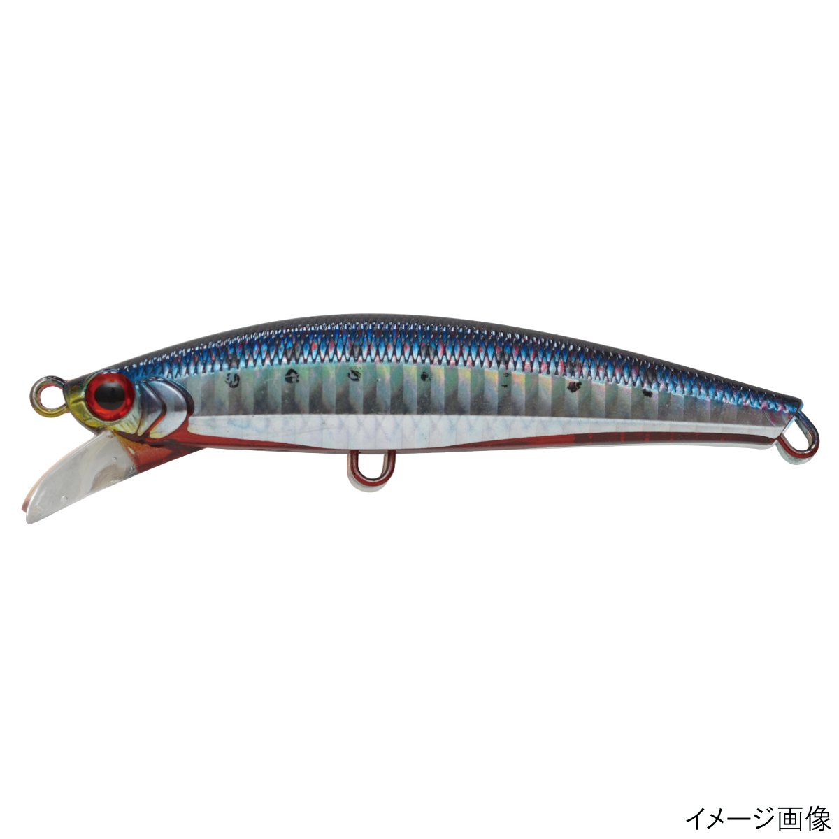 アカハライワシ