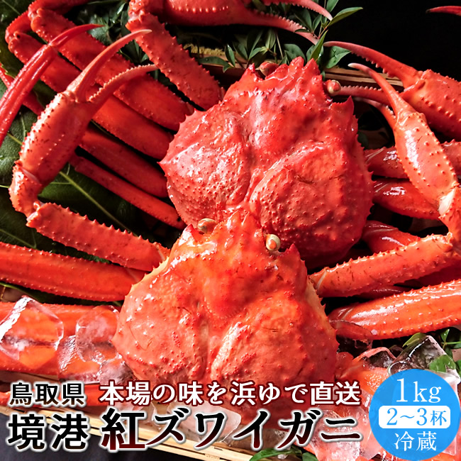  crab red snow crab refrigeration 1kg[2-3 cup ]....... tilt red snow crab Japan sea Tottori prefecture production .. direct delivery from producing area [ high class gift 2024]