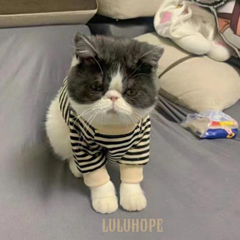  кошка одежда полоса рисунок собака. одежда кошка. одежда Parker кошка одежда собака одежда домашнее животное одежда комбинезон длинный рукав осень-зима кошка .. одежда маленький размер собака футболка pe