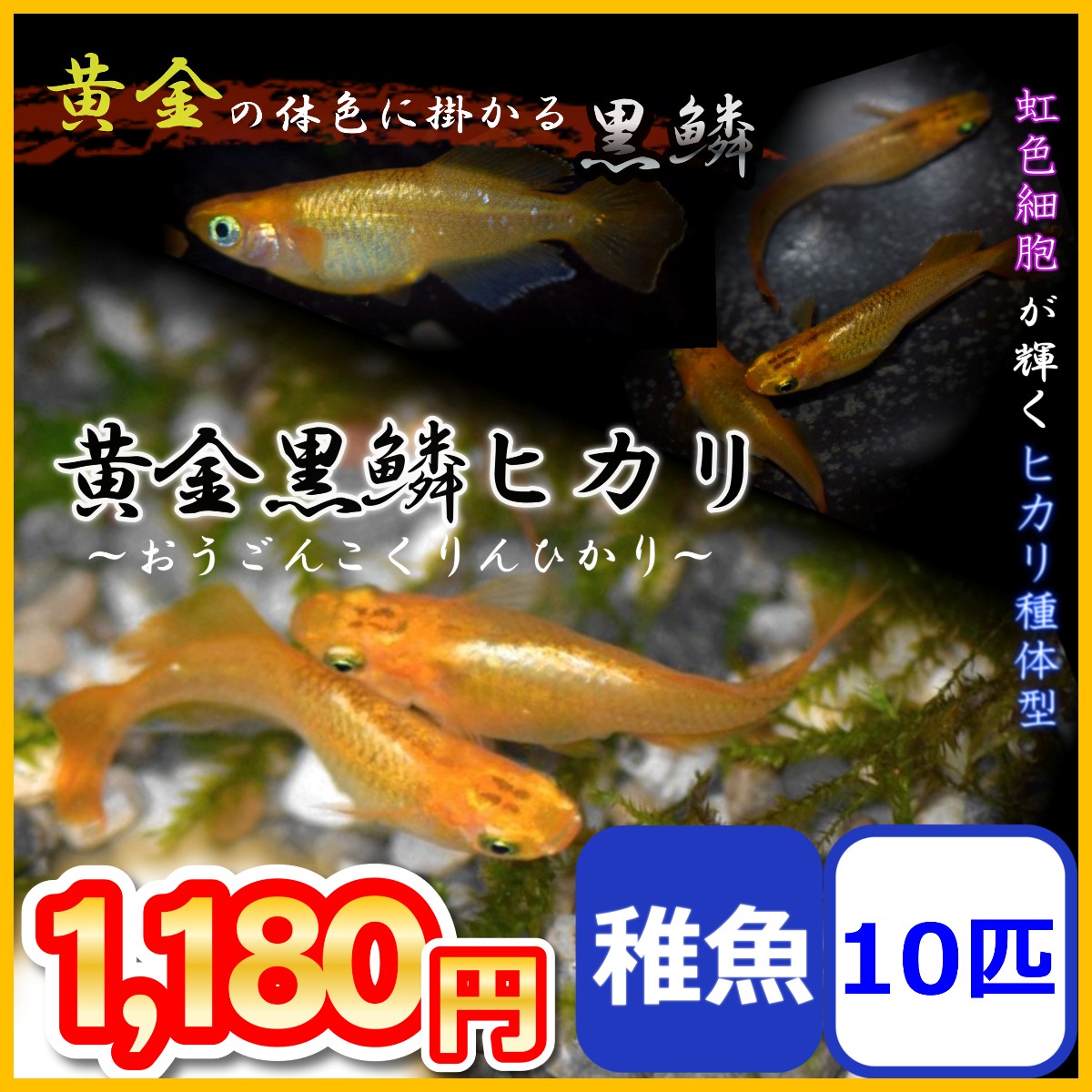 総合評価 件 8 月 9 日 に 発送予定 正午 12時更新 あくまで目安です 場合により異なります 最終更新日 1位 2位 3位 送料無料 おまかせミックスめだか Mサ 1 980 円 メダカ 鉄仮面系統青幹之メダカ 青みゆ 580 円 朱赤三色錦透明鱗メダカ 稚魚