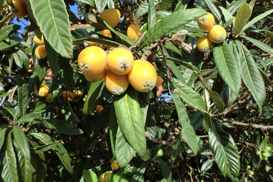  pesticide un- use loquat set . tree loquat +..... set 1.8 kilo 