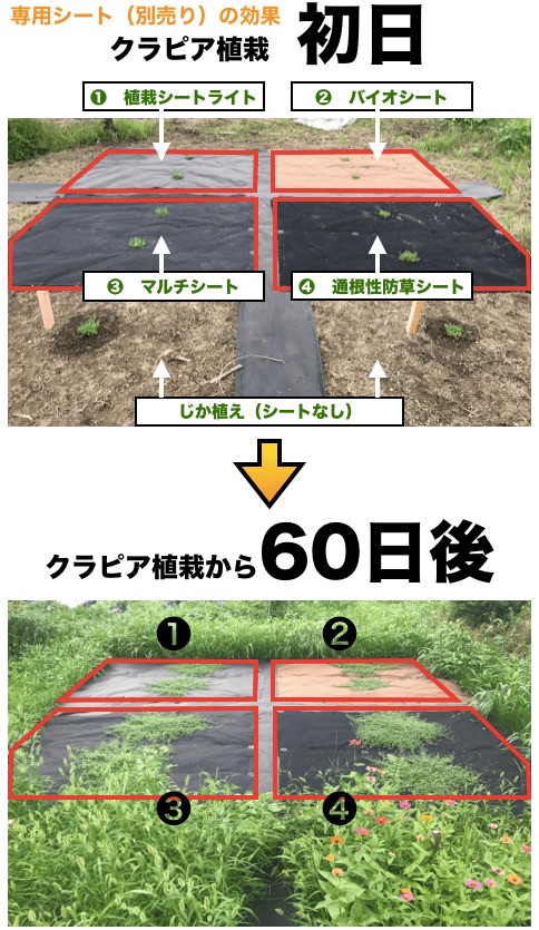 kla Piaa K7 9cm pot seedling 40 pot set white color goods kind iwadare saw improvement kind planting manual attaching .. measures ground cover 