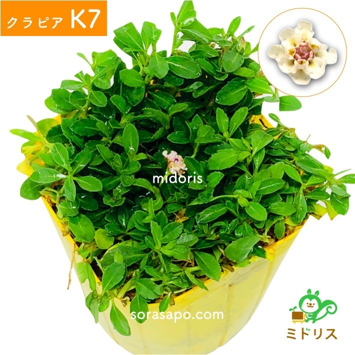 kla Piaa K7 9cm pot seedling 200 pot set white color goods kind fertilizer 1600giwadare saw improvement kind manual attaching ground cover 