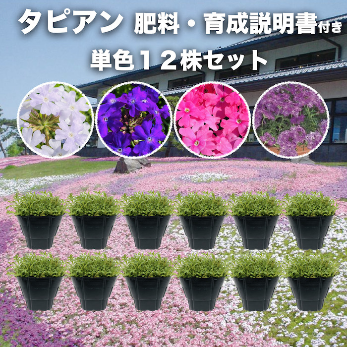 ta Piaa n4 color from is possible to choose single color 12 stock set 9cm pot seedling fertilizer attaching 3 number verbena . Suntory flower z ground cover .. measures 